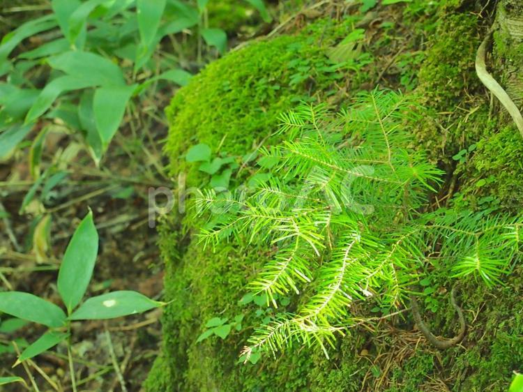 苔 苔,コケ,植物の写真素材