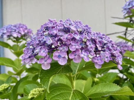 [Flower photo] Hydrangea flower, JPG