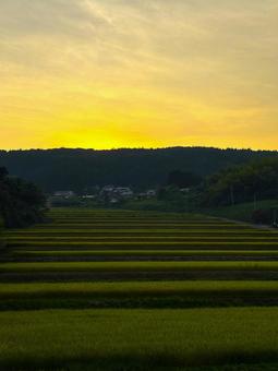 夕暮れの棚田 夕暮れの棚田 夕暮れ,棚田,夕焼けの写真素材