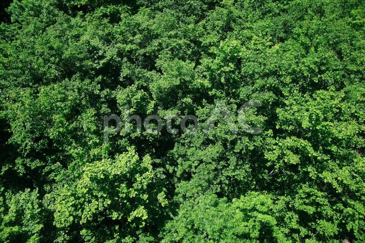 森の俯瞰風景 森,グリーン,森林の写真素材