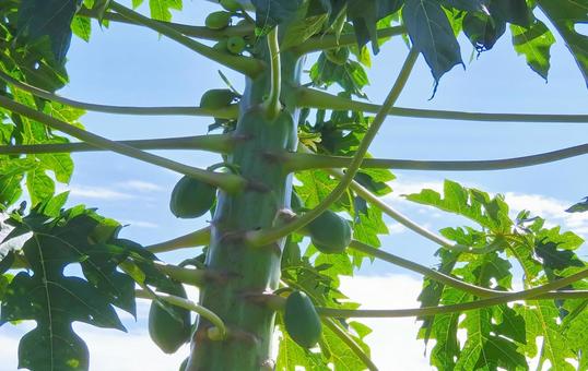 青パパイヤ パパイヤ,果実,野菜の写真素材