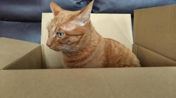 茶トラと段ボール 茶トラ,ねこ,段ボールの写真素材