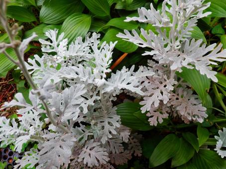 シルバーリーフと青い葉っぱ シルバーリーフ,ガーデニング,コピースペースの写真素材