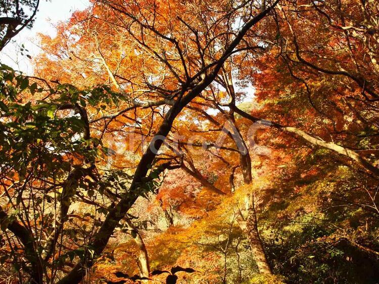 獅子舞谷・秋の彩 紅葉,自然,森の写真素材