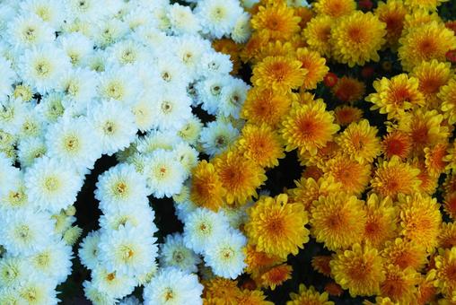 二色の菊　白・オレンジの写真
