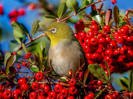 Pyracantha and Japanese White-eye, JPG Pyracantha and Japanese White-eye, JPG