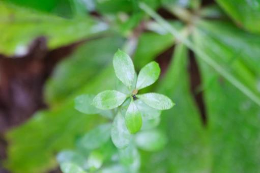 野草 野草の写真