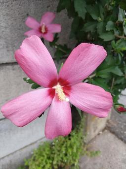 ピンクのムクゲ 02 ピンクのムクゲ 02 ピンクのムクゲ,ハチス,花の写真素材