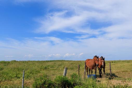 霧多布の馬 霧多布の馬 霧多布の馬,馬,二頭の写真素材