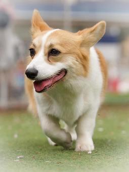 Corgi at the dog run, JPG Corgi at the dog run, JPG
