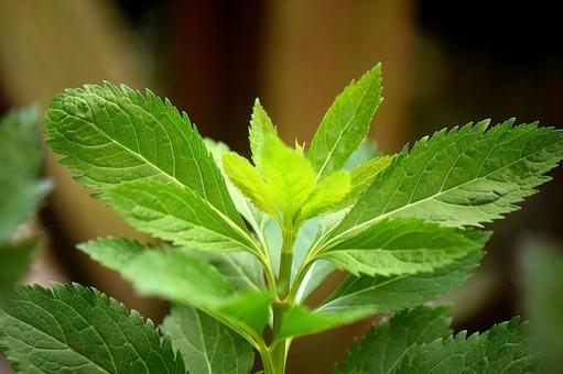 フジバカマの若葉 フジバカマ,花,秋の七草の写真素材