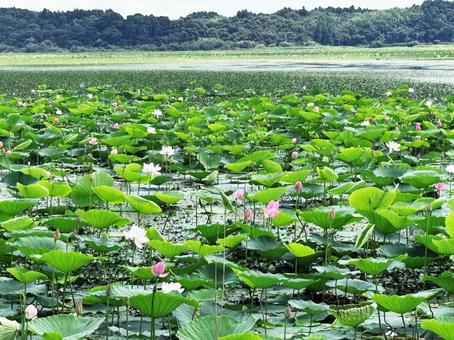 伊豆沼の蓮 宮城県,登米市,伊豆沼の写真素材