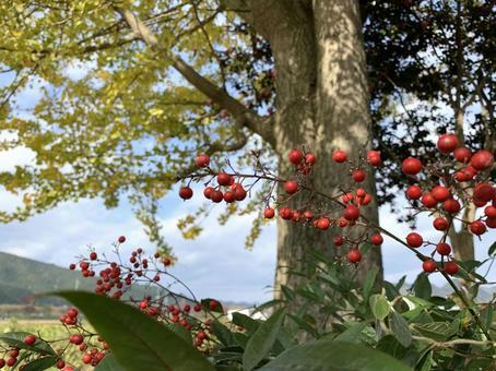 田舎の秋の写真