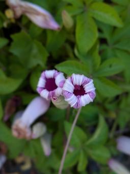花　野草の写真