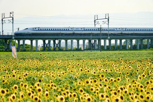 新幹線と大垣ひまわり畑 新幹線と大垣ひまわり畑 東海道新幹線,ヒマワリ,ひまわり畑の写真素材