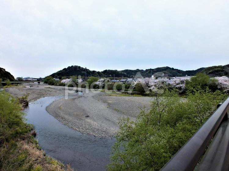 橋の上から見える美しい桜 桜,満開,桜並木の写真素材
