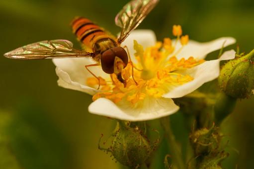 A hoverfly resting on a wild rose flower, JPG