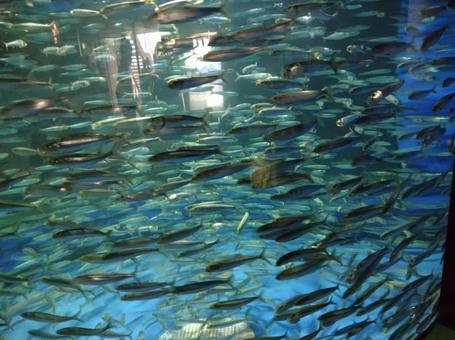 大洗水族館のイワシ 大洗水族館のイワシ イワシ,大洗水族館,茨城の写真素材