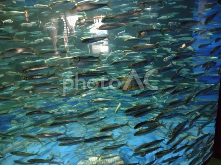 大洗水族館のイワシ イワシ,大洗水族館,茨城の写真素材