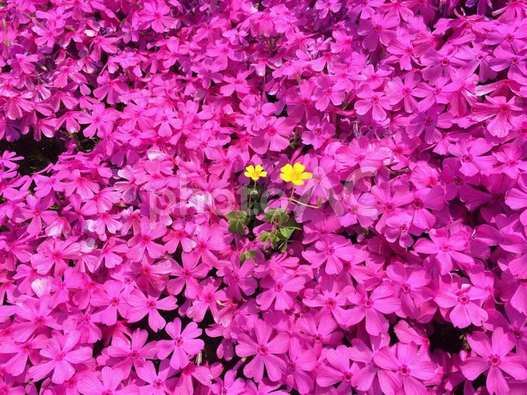 いつも隣に ピンク,春,鮮やかの写真素材