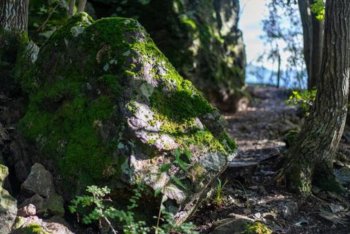 木漏れ日差す苔むした森の岩 自然,風景,森の写真素材