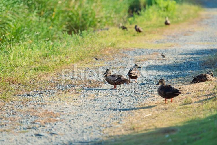 遊歩道でくつろぐカルガモの群れ カルガモ,鴨,野鳥の写真素材