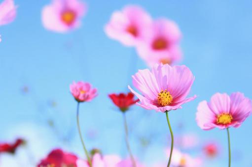 Cosmos 17, JPG