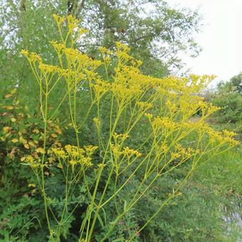 オミナエシ(女郎花) オミナエシ(女郎花) オミナエシ,女郎花,花の写真素材