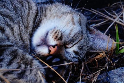 ねこの寝顔 ねこの寝顔 ねこ,動物,生き物の写真素材
