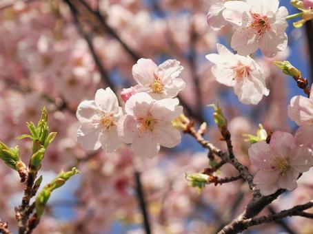 桜 桜の写真