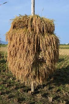 稲穂の杭掛け乾燥 山形県庄内 収穫した稲穂,杭掛け乾燥,杭掛けの写真素材