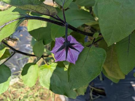 ナスの花 ナス,なす,ナスの花の写真素材
