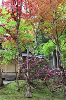 もみじ もみじ 背景,自然,木の写真素材
