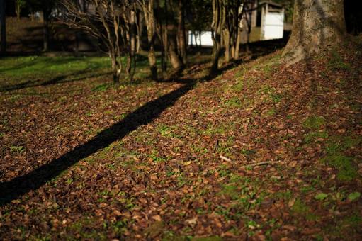落ち葉の絨毯 落ち葉の絨毯の写真