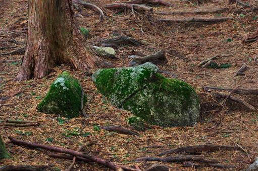 Moss growing on rocks②, JPG Moss growing on rocks②, JPG
