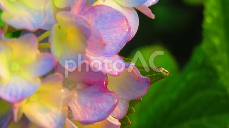 ５月下旬の野田池の雨上がりのあじさいの花 背景,あじさいの花,紫陽花の写真素材