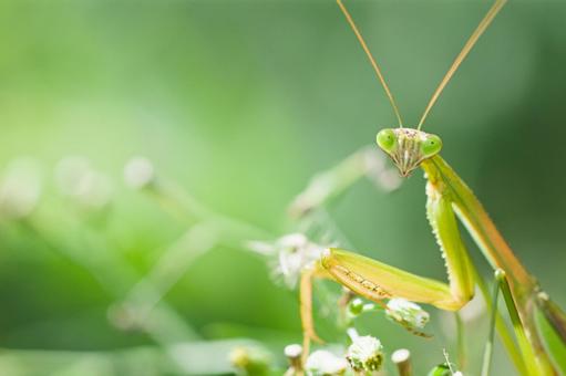 カマキリ カマキリの写真
