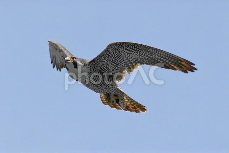 蒼天の中、食料を巣に運ぶハヤブサ はやぶさ,ハヤブサ,隼の写真素材