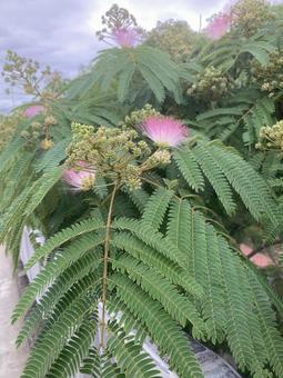 Silk tree, JPG Silk tree, JPG