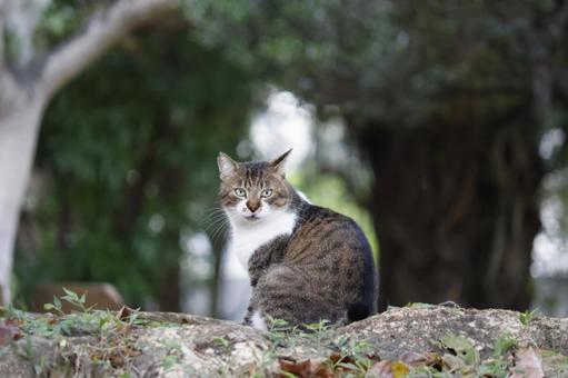 公園ネコ　沖縄県　那覇市 ネコ,かわいい,もふもふの写真素材