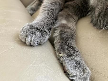 ブリティッシュショートヘアの猫の手 猫,お昼寝,就寝の写真素材