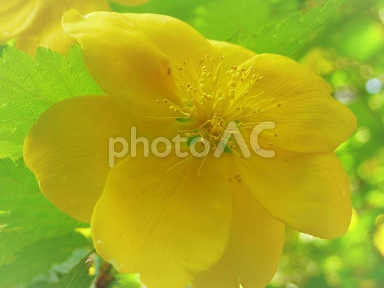 そんなにギスギスしないで、ほら、私のようにほわっと・・ねっ。 山吹,黄色い花,綺麗の写真素材