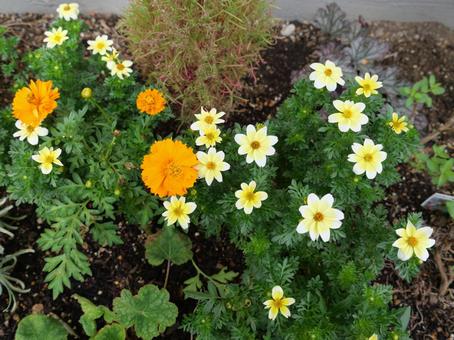 秋の花壇より 秋の花壇より 秋,10月初旬,キバナコスモスの写真素材