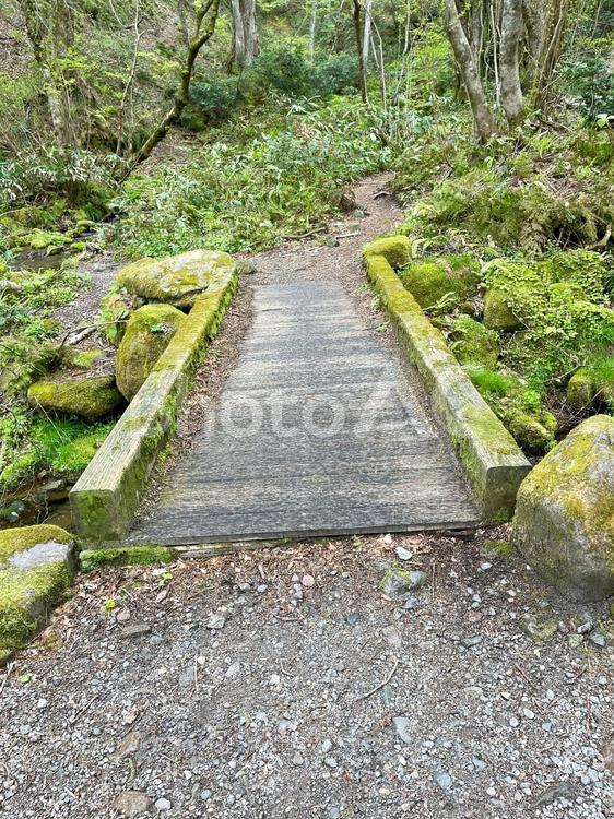 大自然の中の苔むした橋１ 橋,岩,苔の写真素材