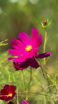 コスモスの写真