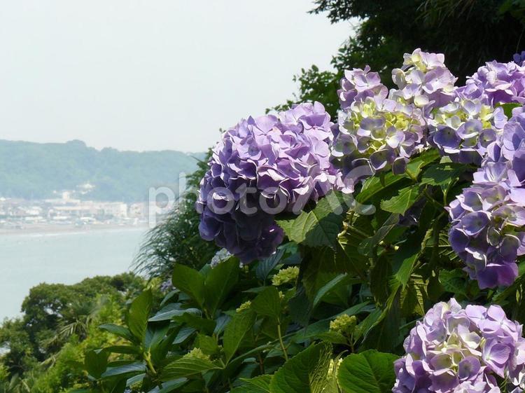 成就院の紫陽花と由比ヶ浜 成就院,アジサイ,紫陽花の写真素材
