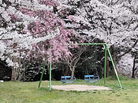 桜 桜の写真