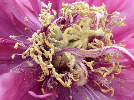 鶴岡八幡宮のぼたん園、ぼたんの花アップ 鶴岡八幡宮のぼたん園、ぼたんの花アップの写真