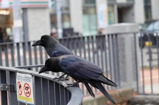 カラス 鳥,野鳥,野生の写真素材