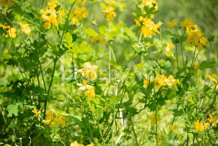 草原を明るくする黄色いクサノオウ クサノオウ,黄色い花,春の写真素材